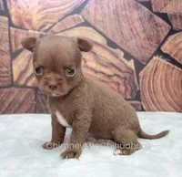 AKC ROCHELLE, a female Chihuahua for sale in Muskogee, OK – Photo 2 of 10