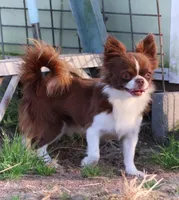 AKC ROCHELLE, a female Chihuahua for sale in Muskogee, OK – Photo 9 of 10