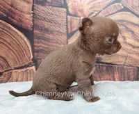 AKC ROCHELLE, a female Chihuahua for sale in Muskogee, OK – Photo 6 of 10