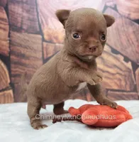 AKC ROCHELLE, a female Chihuahua for sale in Muskogee, OK – Photo 5 of 10
