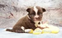 AKC HUCK, a male Chihuahua for sale in Muskogee, OK – 8 of 10