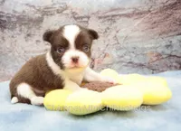 AKC TOM, a male Chihuahua for sale in Muskogee, OK – 3 of 10