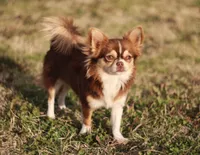 AKC FROST, a male Chihuahua for sale in Muskogee, OK – 10 of 10