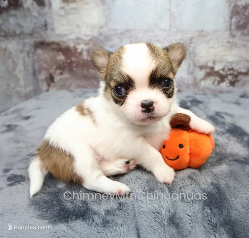AKC PECAN – Chihuahua puppy for sale in Muskogee, OK