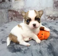 AKC PECAN, a male Chihuahua for sale in Muskogee, OK – 1 of 10