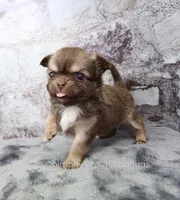AKC CINNAMON, a female Chihuahua for sale in Muskogee, OK – 4 of 10