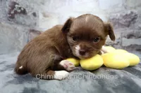 AKC NUTMEG, a female Chihuahua for sale in Muskogee, OK – 8 of 10