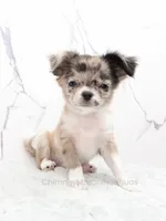 Unborn Litter- AKC, a  Chihuahua for sale in Muskogee, OK – 4 of 8