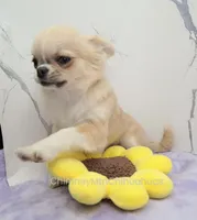 AKC FREIDA, a female Chihuahua for sale in Muskogee, OK – 5 of 10