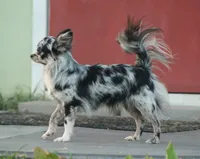 AKC TWISTER, a male Chihuahua for sale in Muskogee, OK – Photo 10 of 10