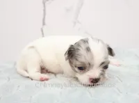 AKC TWISTER, a male Chihuahua for sale in Muskogee, OK – Photo 4 of 10