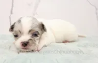 AKC TWISTER, a male Chihuahua for sale in Muskogee, OK – Photo 3 of 10