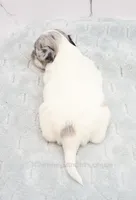 AKC TWISTER, a male Chihuahua for sale in Muskogee, OK – Photo 7 of 10