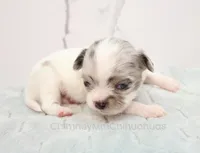 AKC TWISTER, a male Chihuahua for sale in Muskogee, OK – Photo 8 of 10