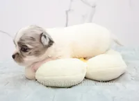 AKC TWISTER, a male Chihuahua for sale in Muskogee, OK – Photo 5 of 10