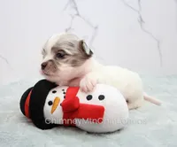 AKC TWISTER, a male Chihuahua for sale in Muskogee, OK – Photo 2 of 10