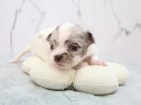 AKC TWISTER, a male Chihuahua for sale in Muskogee, OK – Photo 1 of 10