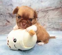 AKC PIP, a male Chihuahua for sale in Muskogee, OK – 6 of 10
