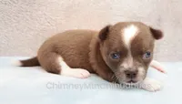 AKC QUINCY, a male Chihuahua for sale in Muskogee, OK – 4 of 10
