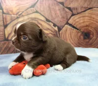 AKC EMILY, a female Chihuahua for sale in Muskogee, OK – 5 of 10
