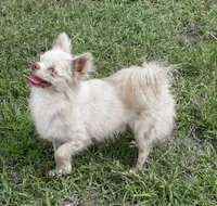 Unborn Litter- AKC, a  Chihuahua for sale in Muskogee, OK – 6 of 7