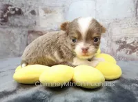 AKC FROST, a male Chihuahua for sale in Muskogee, OK – 5 of 10