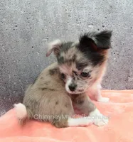 AKC BAXTER, a male Chihuahua for sale in Muskogee, OK – Photo 2 of 10