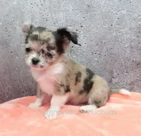 AKC BAXTER, a male Chihuahua for sale in Muskogee, OK – Photo 1 of 10