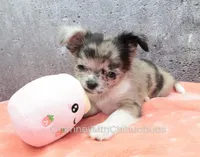 AKC BAXTER, a male Chihuahua for sale in Muskogee, OK – Photo 6 of 10