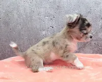 AKC BAXTER, a male Chihuahua for sale in Muskogee, OK – Photo 8 of 10