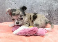 AKC BAXTER, a male Chihuahua for sale in Muskogee, OK – Photo 5 of 10