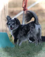 AKC BAXTER, a male Chihuahua for sale in Muskogee, OK – Photo 10 of 10