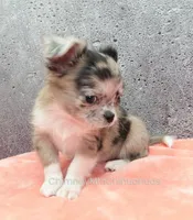 AKC BAXTER, a male Chihuahua for sale in Muskogee, OK – Photo 7 of 10