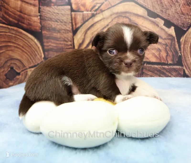 AKC CHARLOTTE – Chihuahua puppy on hold in Muskogee, OK