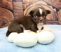 AKC CHARLOTTE, a female Chihuahua for sale in Muskogee, OK – 1 of 10