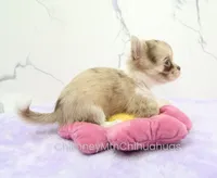 AKC IVY, a female Chihuahua for sale in Muskogee, OK – 5 of 10