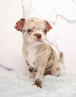 Unborn Litter- AKC, a  Chihuahua for sale in Muskogee, OK – 7 of 10