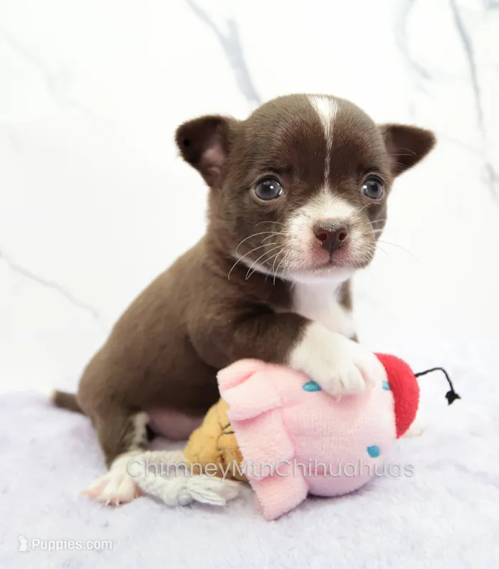 AKC QUINNA – Chihuahua puppy for sale in Muskogee, OK