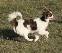 AKC ZUMA, a male Chihuahua for sale in Muskogee, OK – 10 of 10