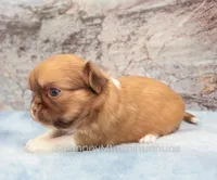 AKC PIP, a male Chihuahua for sale in Muskogee, OK – 3 of 10