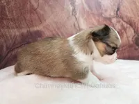 AKC PIERRE, a male Chihuahua for sale in Muskogee, OK – Photo 7 of 10