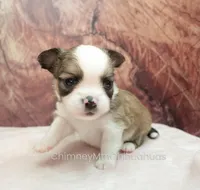 AKC PIERRE, a male Chihuahua for sale in Muskogee, OK – Photo 5 of 10