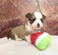AKC PIERRE, a male Chihuahua for sale in Muskogee, OK – Photo 3 of 10