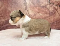 AKC PIERRE, a male Chihuahua for sale in Muskogee, OK – Photo 6 of 10