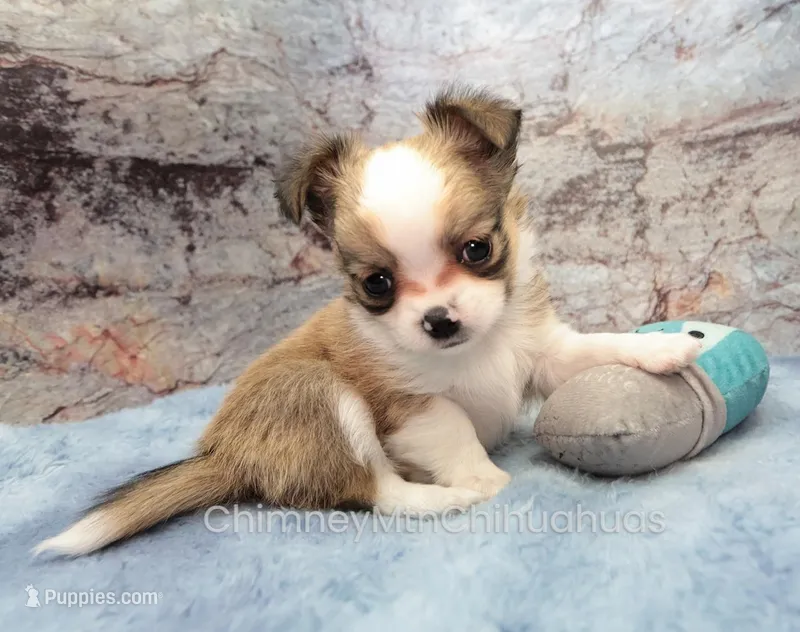 AKC PIERRE – Chihuahua puppy for sale in Muskogee, OK