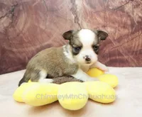 AKC PIERRE, a male Chihuahua for sale in Muskogee, OK – Photo 2 of 10