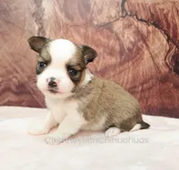 AKC PIERRE, a male Chihuahua for sale in Muskogee, OK – Photo 8 of 10