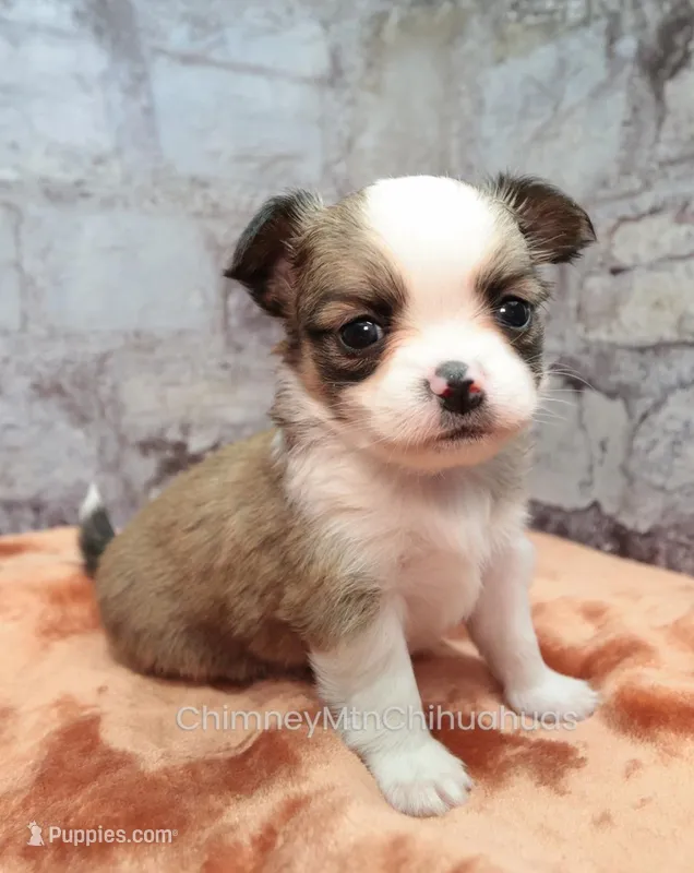 AKC PIERRE – Chihuahua puppy for sale in Muskogee, OK