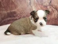 AKC PIERRE, a male Chihuahua for sale in Muskogee, OK – Photo 4 of 10