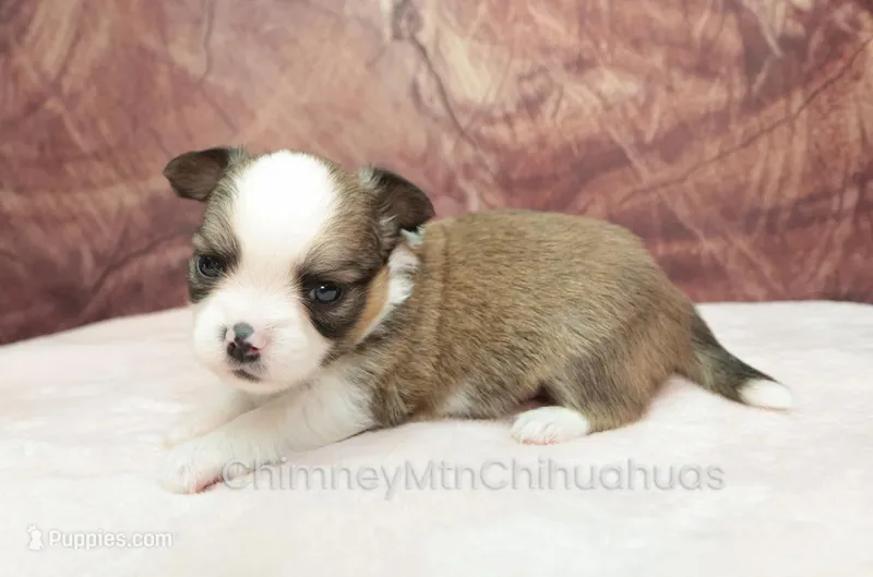 AKC PIERRE – Chihuahua puppy for sale in Muskogee, OK